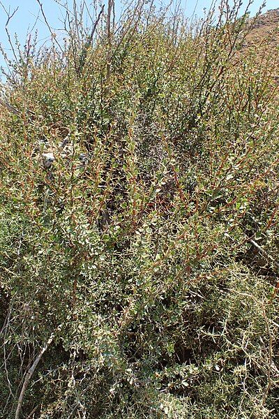 File:Berberis cretica kz01.jpg