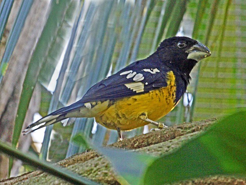 File:Black-backed Grosbeak RWD2.jpg