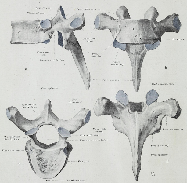 File:Braus 1921 45.png