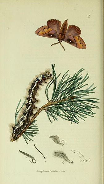 File:Britishentomologyvolume5Plate7.jpg