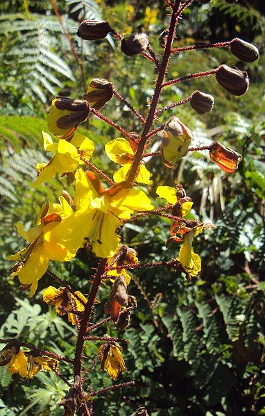 File:Caesalpinia mimosoides 01.JPG