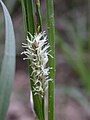 Glaucous sedge