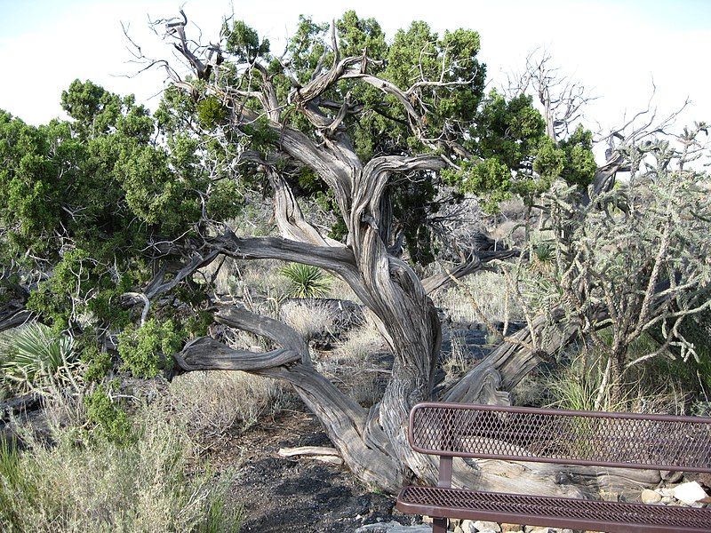 File:Carrizozo Malpais Juniper.jpeg