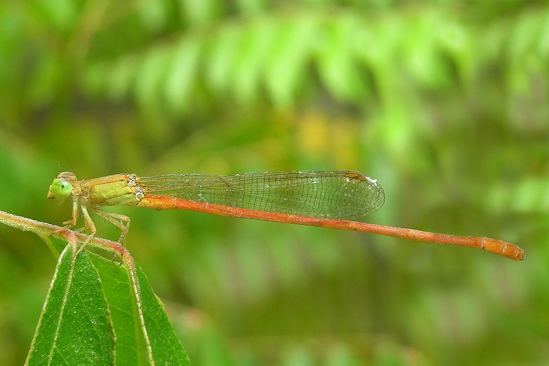 File:Ceriagrion glabrum.jpg