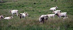 A number of Chillingham cattle grazing