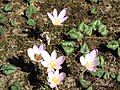 Colchicum autumnale