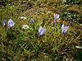 Crocus cancellatus clump