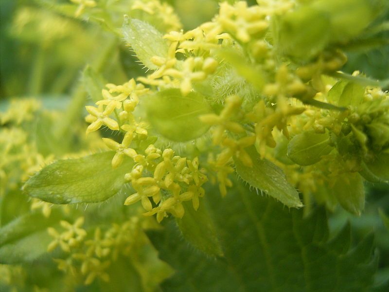 File:Cruciata laevipes closeup.jpg