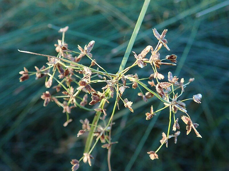 File:Cyperus concinnus P6180988.jpg