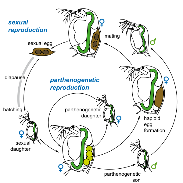 File:DaphniaMagna LifeCycle DVizoso.svg