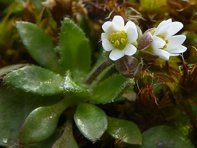 File:Draba verna flower.jpg