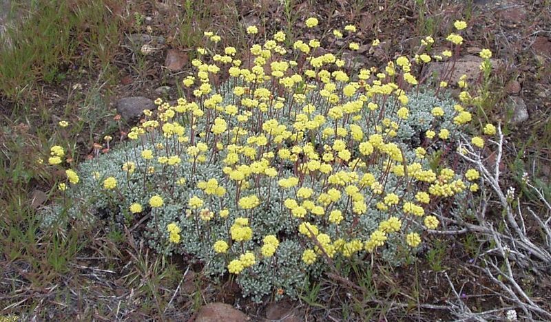 File:Eriogonum umbellatum 1.jpg