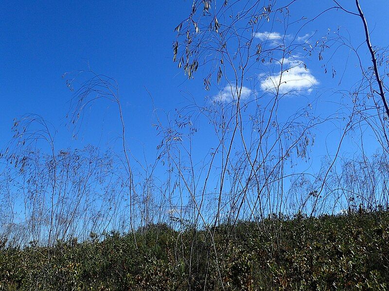 File:Eucalyptus sepulcralis.jpg