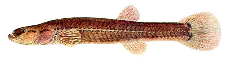 File:Forbesichthys agassizii.jpg