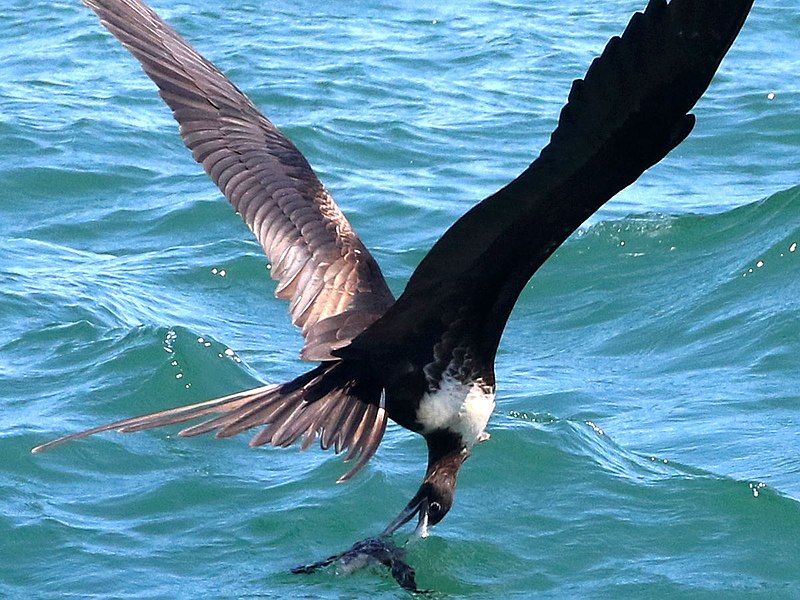 File:Fregata magnificens-female fishing.jpg