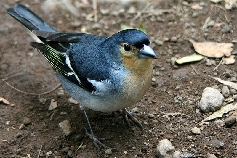 File:Fringilla coelebs palmae.jpg