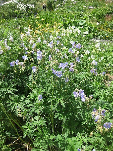 File:Geranium pratense001.jpg