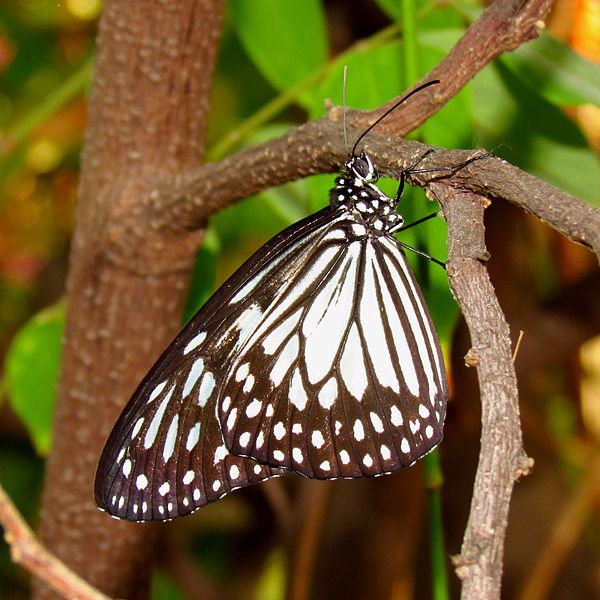 File:Gray Glassy Tiger.jpg