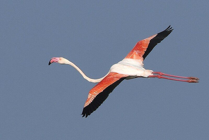 File:Greater Flamingo AMSM4383.jpg