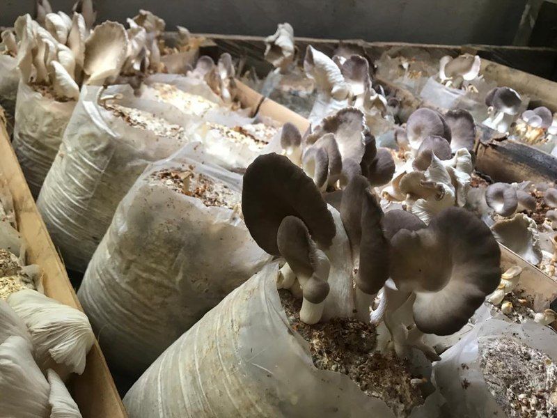 File:Growing Mushrooms.jpg