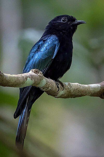 File:Hair-crested Drongo2.jpg