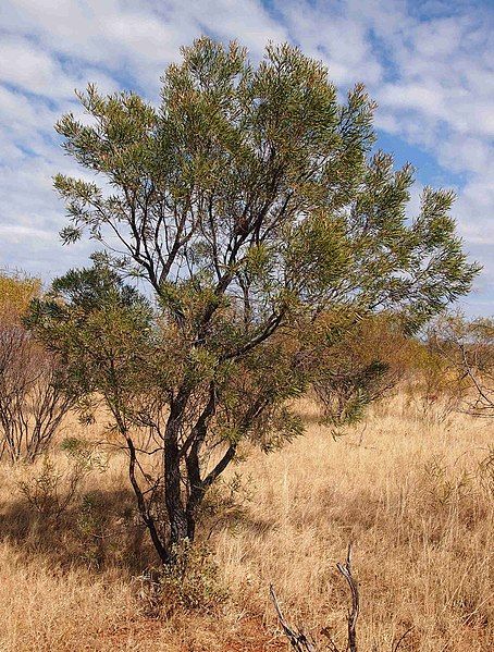 File:Hakea arborescens.jpg