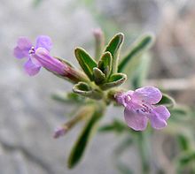 Two light purple flowers opposite each other on a stem with narrow green opposite leaves