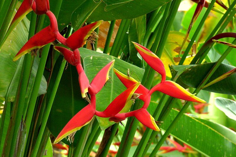 File:Heliconia rauliniana (14732361487).jpg