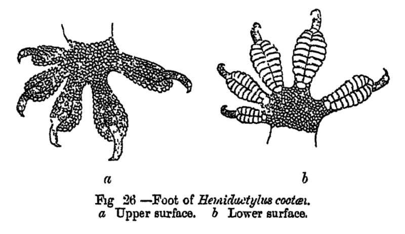 File:HemidactylusFeet.png