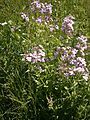 Hesperis matronalis