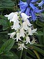 Hyacinthoides hispanica albino