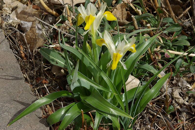 File:Iris bucharica habit1.jpg