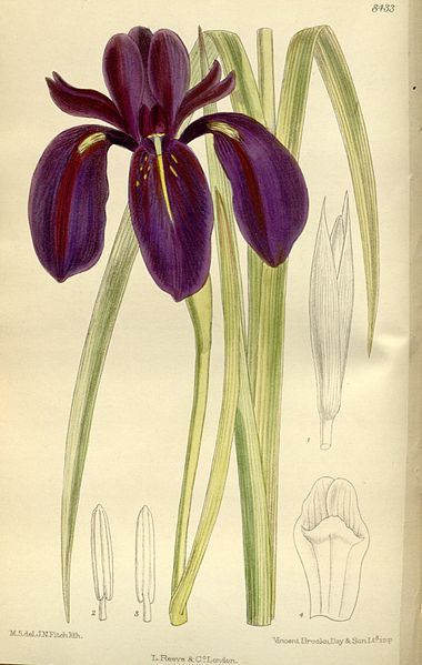 File:Iris chrysographes 138-8433.jpg