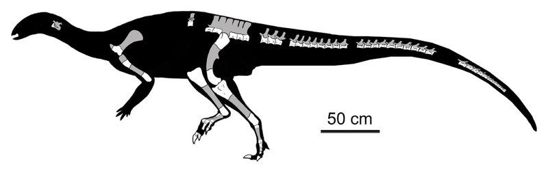 File:Isasicursor skeletal.png