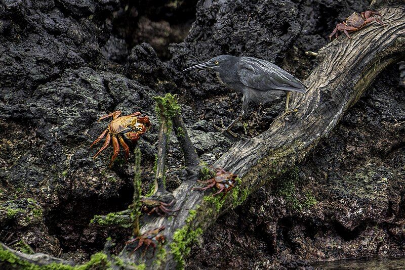 File:Lava-heron-galapagos-casey-klebba.jpg