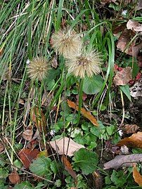 Leibnitzia anandria (Mutisieae)