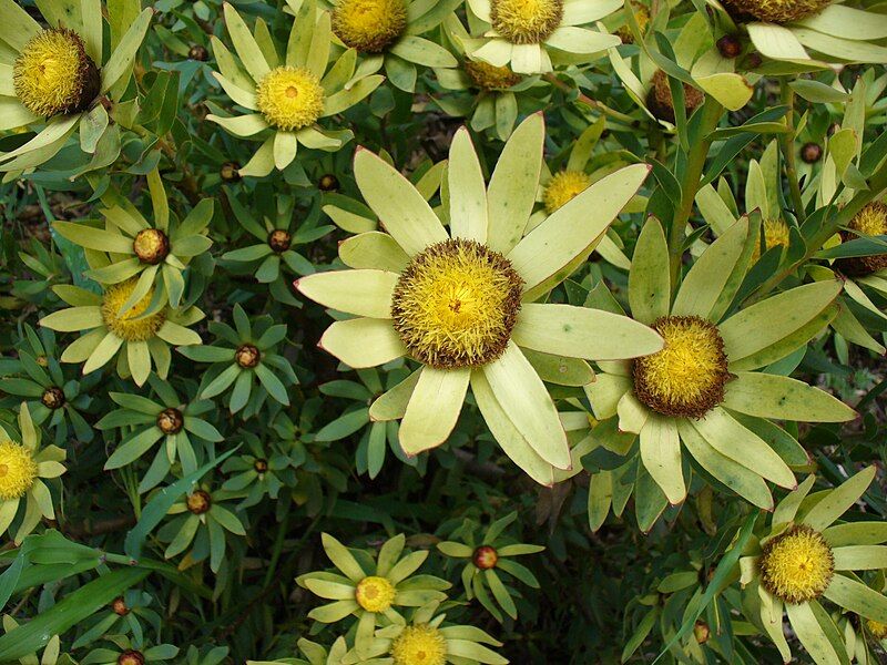 File:Leucadendron sessile flower.jpg