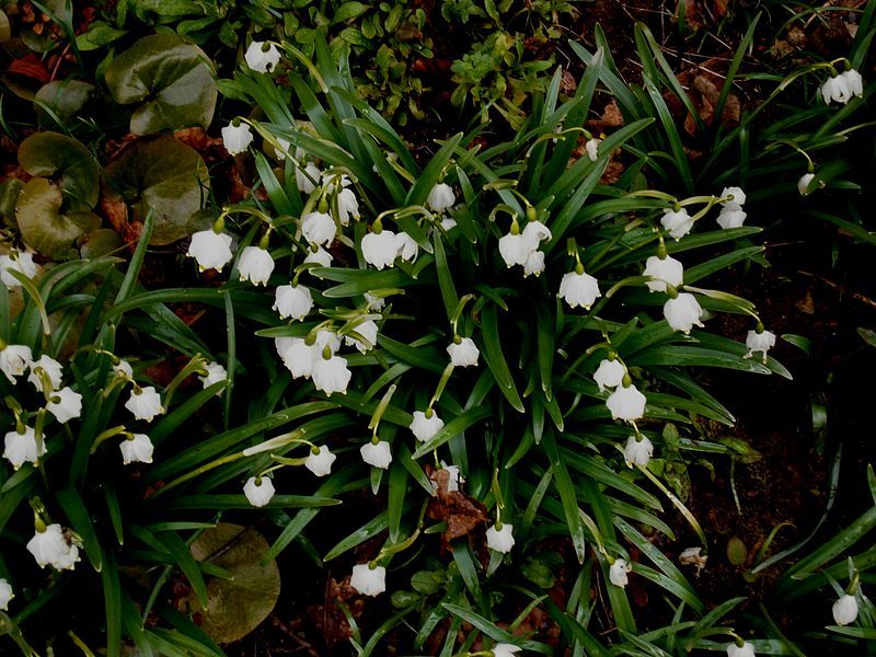 File:Leucojum vernum000.jpg