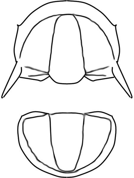 File:Litometopus linedrawing.jpg