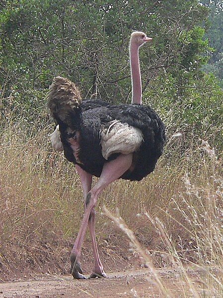 File:Masai ostrich.jpg