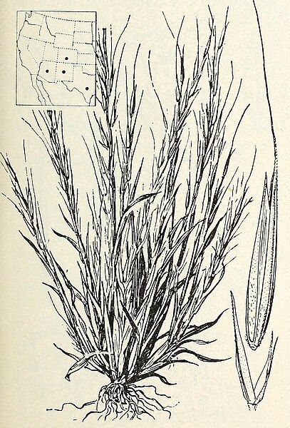 File:Muhlenbergia filiformis.jpg