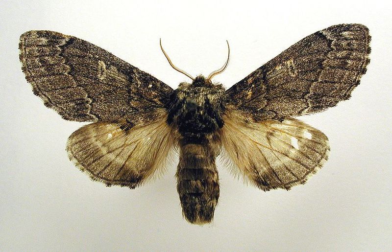 File:Notodonta torva.jpg