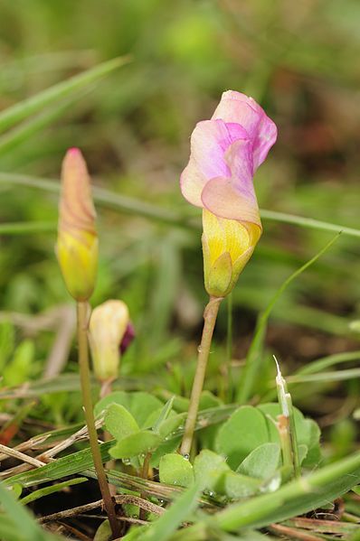 File:Oxalis obliquifolia (1).JPG