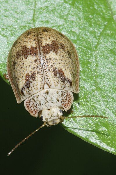 File:Paropsis charybdis 182461001.jpg