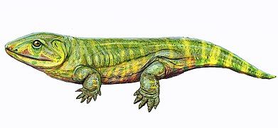 The amphibian-like Pederpes, the most primitive tetrapod found in the Mississippian, and known from Scotland.