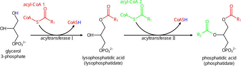 File:Phosphatidic acid synthesis.svg