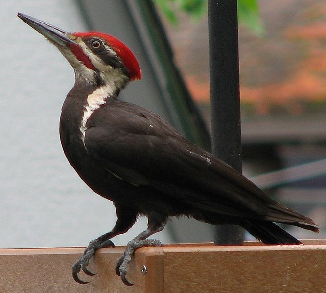 File:Pileated-at-platform-feeder.jpg