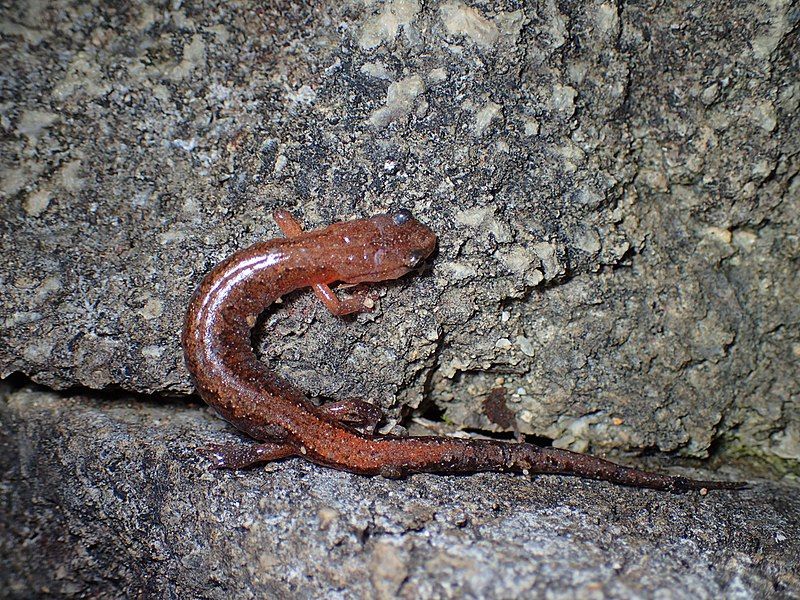 File:Plethodon websteri 32670094.jpg