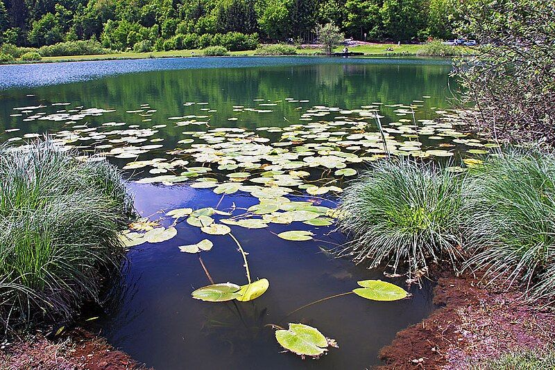 File:Podpeč lake.jpg