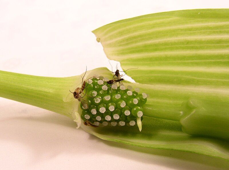 File:Pollination trap. Arisaema.jpg